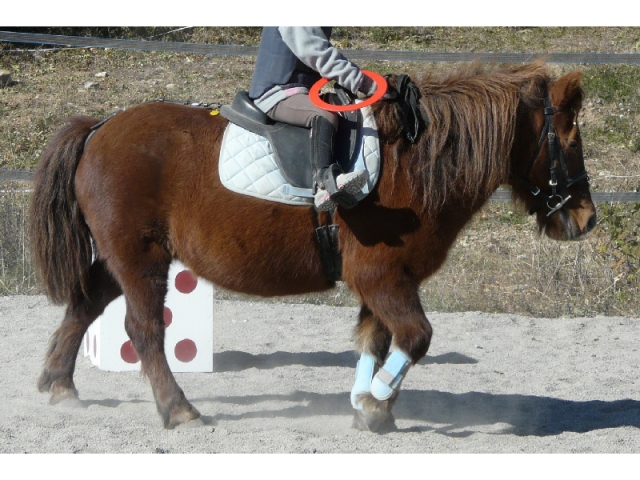 Actividades con ponis 